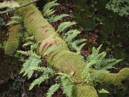 Ferns on a log