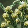 Some conifer