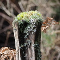 Obligatory mossy stump