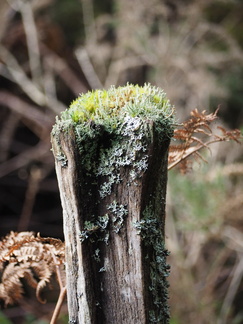 Obligatory mossy stump