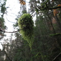 Disembodied moss "beard"