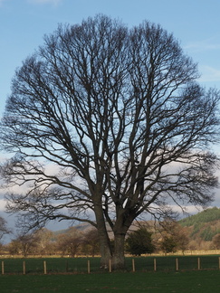 A  tree