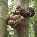 Warty tree