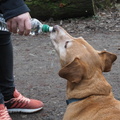 Kirsty giving Buster a drink