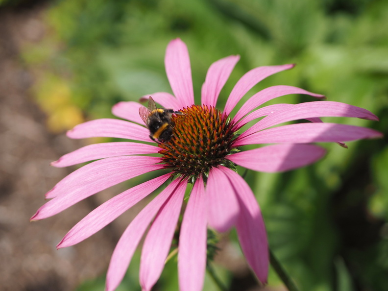 Bee on an echinacea