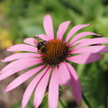 Bee on an echinacea