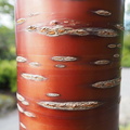 Copper birch bark