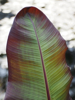 Stripy leaf
