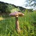 Mystery mushroom