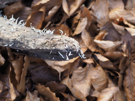 Rotting log with white fungus