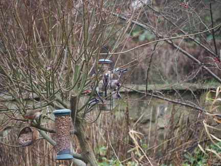 Robin and long-tailed tits