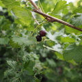 Gooseberry/blackcurrant cross
