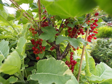 Redcurrants [and kale]