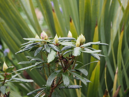 Big rhododendron about to flower