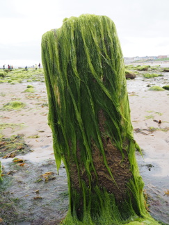 Seaweed on a post