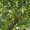 Mistletoe