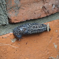 Snow leopard slug