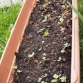 Salad seedlings