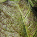 Interesting veiny leaf