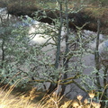Very lichen-y trees by a river
