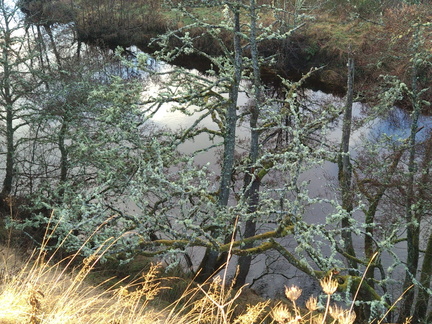 Very lichen-y trees by a river
