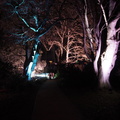 Illuminated trees