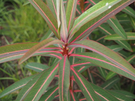 Euphorbia sikkimensis