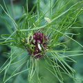 Allium vineale 'Hair'
