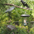 Wood pigeon and jackdaw