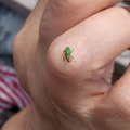 Small green nettle weevil
