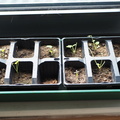 Hollyhock seedlings