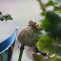Poppy ripening