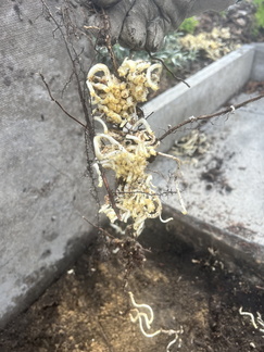 Sea buckthorn roots
