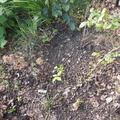 Patch where I sowed a seed mix