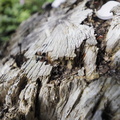 Rotty stump