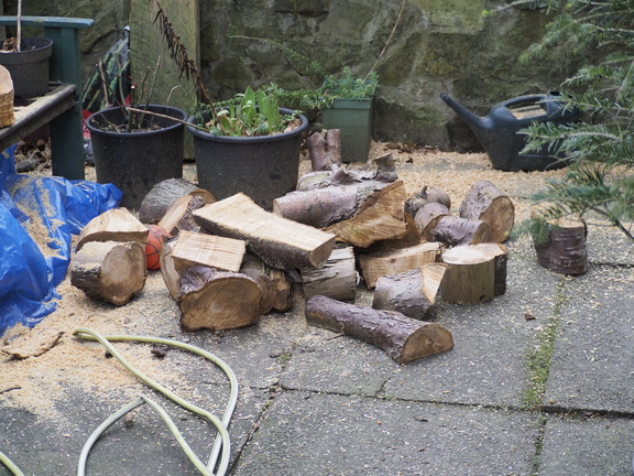 Logs I chopped