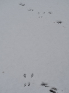 Animal footprints in the snow