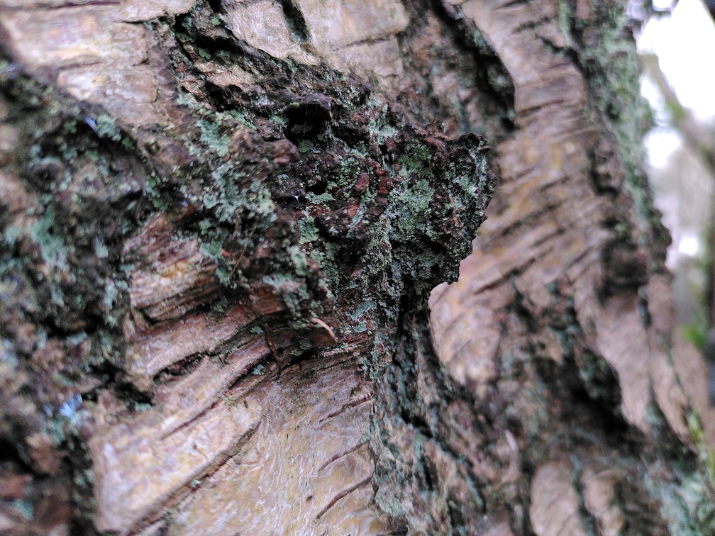 Lichen on a birch