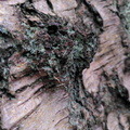 Lichen on a birch