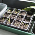 Marigold seedlings
