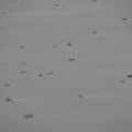 Worm casts