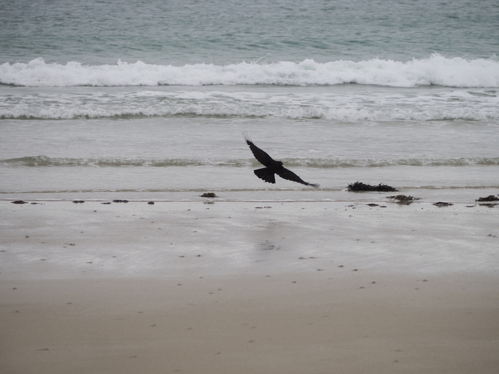 Crow