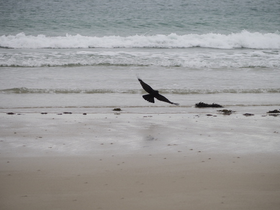 Crow