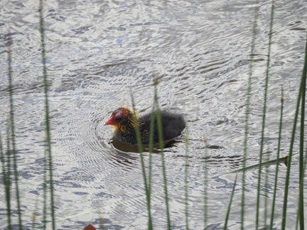 Moorhen chick