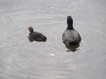 Coots