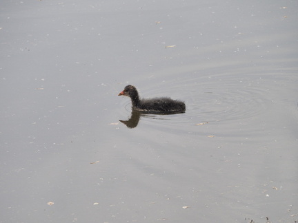 Coot chick