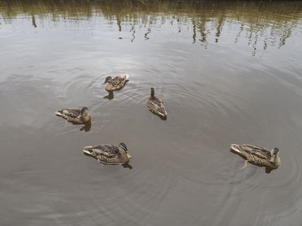 Mallards