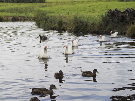 A fowl display