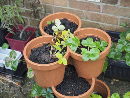 "Pineberry" strawberry [left]