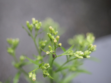 Canadian fleabane
